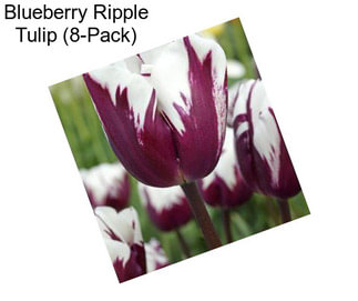 Blueberry Ripple Tulip (8-Pack)