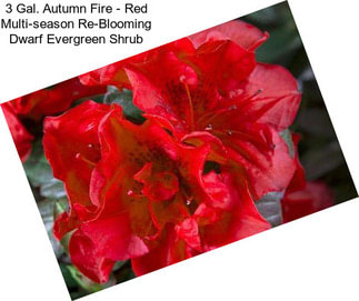 3 Gal. Autumn Fire - Red Multi-season Re-Blooming Dwarf Evergreen Shrub