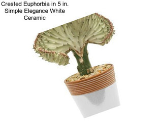 Crested Euphorbia in 5 in. Simple Elegance White Ceramic