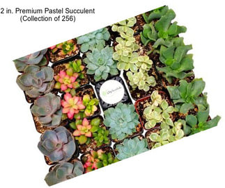 2 in. Premium Pastel Succulent (Collection of 256)