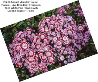 2.5 Qt. Minuet Mountain Laurel (Kalmia), Live Broadleaf Evergreen Plant, White/Pink Flowers with Green Foliage (1-Pack)