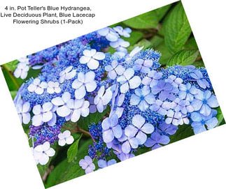 4 in. Pot Teller\'s Blue Hydrangea, Live Deciduous Plant, Blue Lacecap Flowering Shrubs (1-Pack)