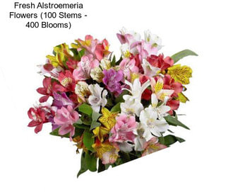 Fresh Alstroemeria Flowers (100 Stems - 400 Blooms)