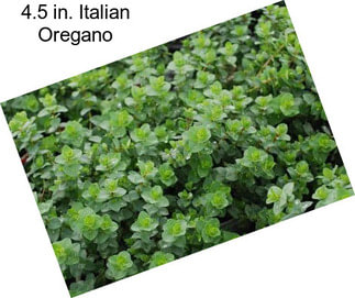 4.5 in. Italian Oregano