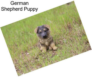 German Shepherd Puppy