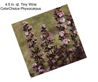 4.5 in. qt. Tiny Wine ColorChoice Physocarpus