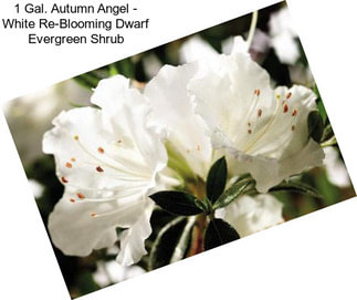 1 Gal. Autumn Angel - White Re-Blooming Dwarf Evergreen Shrub