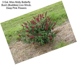 3 Gal. Miss Molly Butterfly Bush (Buddleia) Live Shrub, Deep Pink Flowers