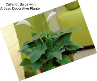 Calla Kit Bulbs with Artisan Decorative Planter