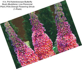 4 in. Pot Kaleidoscope Butterfly Bush (Buddleia), Live Perennial Plant, Pink-Orange Flowering Shrub (1-Pack)