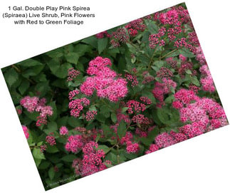 1 Gal. Double Play Pink Spirea (Spiraea) Live Shrub, Pink Flowers with Red to Green Foliage