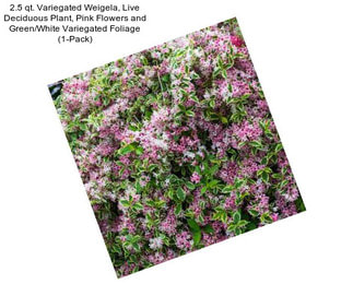 2.5 qt. Variegated Weigela, Live Deciduous Plant, Pink Flowers and Green/White Variegated Foliage (1-Pack)