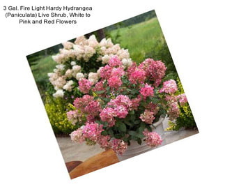 3 Gal. Fire Light Hardy Hydrangea (Paniculata) Live Shrub, White to Pink and Red Flowers