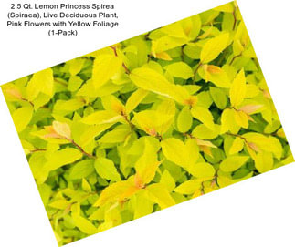2.5 Qt. Lemon Princess Spirea (Spiraea), Live Deciduous Plant, Pink Flowers with Yellow Foliage (1-Pack)