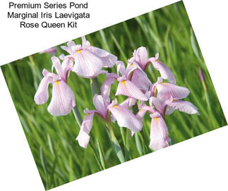 Premium Series Pond Marginal Iris Laevigata Rose Queen Kit