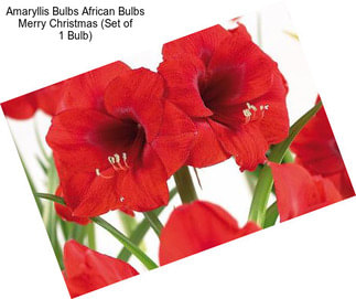 Amaryllis Bulbs African Bulbs Merry Christmas (Set of 1 Bulb)