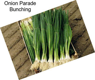 Onion Parade Bunching