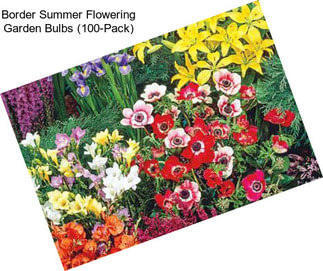 Border Summer Flowering Garden Bulbs (100-Pack)