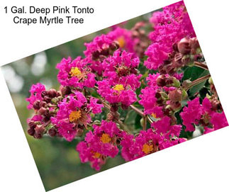 1 Gal. Deep Pink Tonto Crape Myrtle Tree