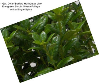 1 Gal. Dwarf Burford Holly(Ilex), Live Evergreen Shrub, Glossy Foliage with a Single Spine