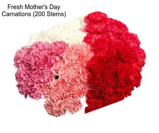 Fresh Mother\'s Day Carnations (200 Stems)