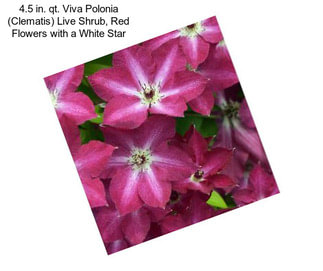 4.5 in. qt. Viva Polonia (Clematis) Live Shrub, Red Flowers with a White Star