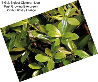 3 Gal. Bigfoot Cleyera - Live Fast Growing Evergreen Shrub, Glossy Foliage
