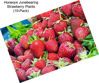 Honeoye Junebearing Strawberry Plants (10-Pack)