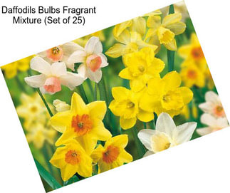 Daffodils Bulbs Fragrant Mixture (Set of 25)