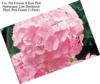 4 In. Pot Forever & Ever Pink Hydrangea, Live Deciduous Plant, Pink Flower (1-Pack)