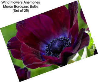 Wind Flowers Anemones Meron Bordeaux Bulbs (Set of 25)