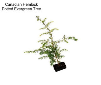 Canadian Hemlock Potted Evergreen Tree