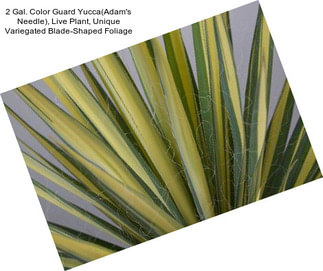 2 Gal. Color Guard Yucca(Adam\'s Needle), Live Plant, Unique Variegated Blade-Shaped Foliage