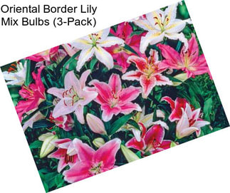 Oriental Border Lily Mix Bulbs (3-Pack)