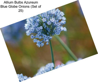 Allium Bulbs Azureum Blue Globe Onions (Set of 25)
