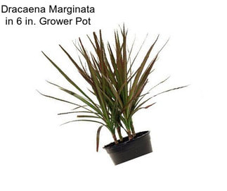 Dracaena Marginata in 6 in. Grower Pot