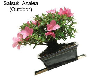 Satsuki Azalea (Outdoor)