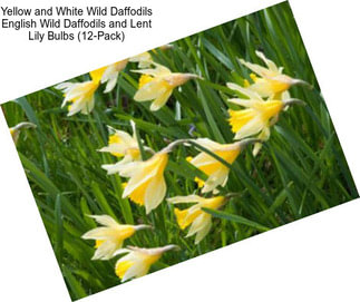 Yellow and White Wild Daffodils English Wild Daffodils and Lent Lily Bulbs (12-Pack)