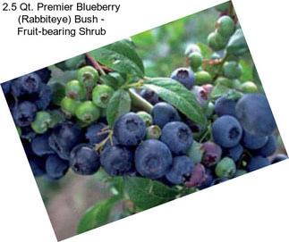 2.5 Qt. Premier Blueberry (Rabbiteye) Bush - Fruit-bearing Shrub