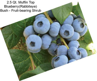 2.5 Qt. Muffin Top Blueberry(Rabbiteye) Bush - Fruit-bearing Shrub