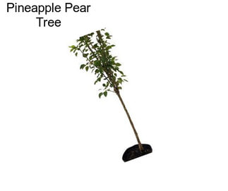 Pineapple Pear Tree