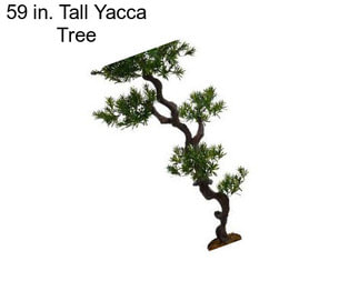 59 in. Tall Yacca Tree