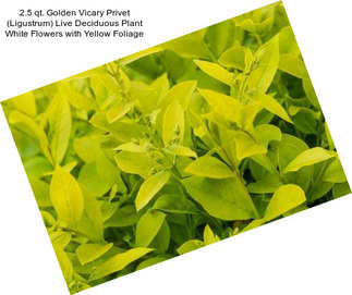2.5 qt. Golden Vicary Privet (Ligustrum) Live Deciduous Plant White Flowers with Yellow Foliage