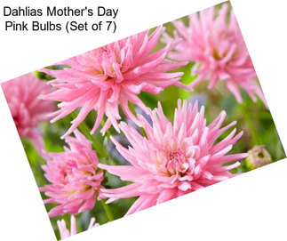 Dahlias Mother\'s Day Pink Bulbs (Set of 7)