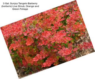 3 Gal. Sunjoy Tangelo Barberry (berberis) Live Shrub, Orange and Green Foliage