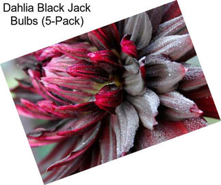 Dahlia Black Jack Bulbs (5-Pack)