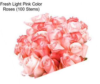 Fresh Light Pink Color Roses (100 Stems)