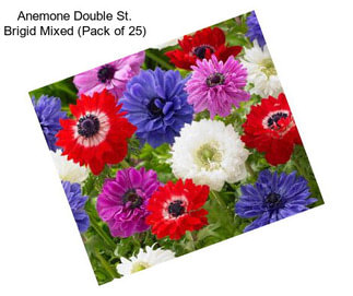 Anemone Double St. Brigid Mixed (Pack of 25)