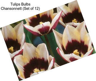 Tulips Bulbs Chansonnett (Set of 12)