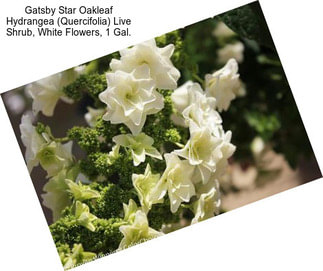 Gatsby Star Oakleaf Hydrangea (Quercifolia) Live Shrub, White Flowers, 1 Gal.